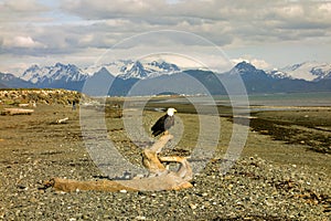 A bald eagle at low tide in homer