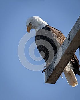 Bald Eagle in Lower Klamath National Wildlife Refuge on the Oregon California Border Tule Lake