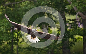 A Bald Eagle in Maine