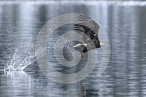 Bald eagle makes splash catching a fish