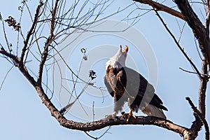 Bald Eagle male calling out