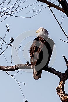 Bald Eagle male resting in a tree