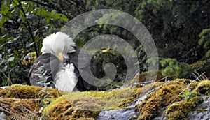 Bald Eagle, Mendenhall Glacier, Juneau, Alaska, United States