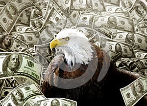 Bald Eagle in money