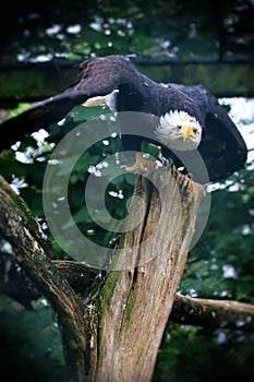 Bald Eagle Nature Bird Wildlife