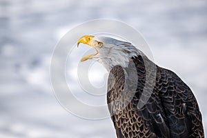 Bald Eagle in nature calling