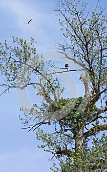 Bald Eagle Nest