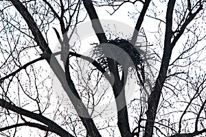 Bald Eagle nest