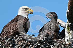 Bald Eagle in Nest with Eaglet
