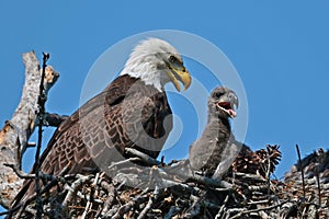 Bald Eagle in Nest with Eaglet