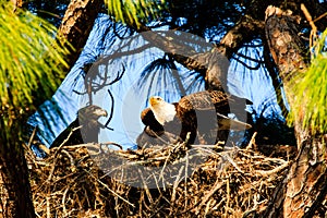 Bald Eagle Nest Florida