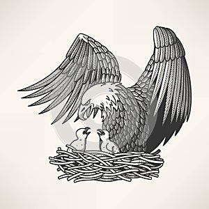 Bald eagle in the nest