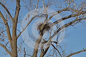 Bald Eagle Nest