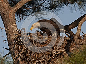 Bald eagle on nest in pine tree in west central Florida