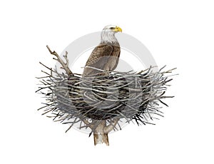 Bald eagle in the nest. Watercolor illustration. Realistic detailed predator nesting bird. Natural outdoors scene. Bald