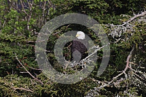 Bald Eagle Newfoundland Canada