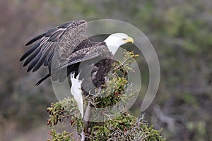 Bald Eagle Newfoundland Canada