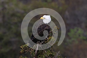 Bald Eagle Newfoundland Canada