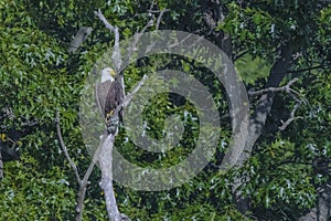 Bald Eagle in Oak Forest, Profile