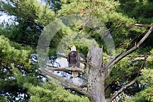 A Bald Eagle Ohio