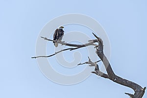 Bald Eagle in an old Dead Tree