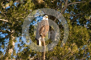 Bald eagle in old pine tree