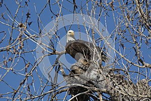 Bald Eagle on the old tree branch with leafless twigs on a sunny day in Boulder, Colorado
