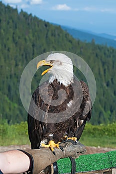 Bald Eagle with open beak.