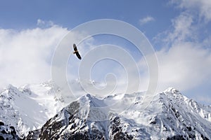 Bald eagle over mountains