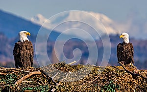 Bald Eagle Pair Eyeing Each Other