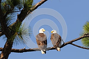 Bald Eagle Pair facing each other