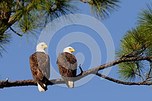 Bald Eagle Pair facing right photo
