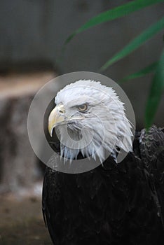 Bald Eagle with a Particularly Hooked Beak
