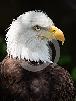 Bald Eagle in Pennsylvania