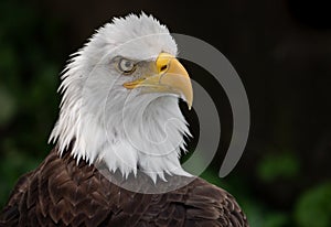 Bald Eagle in Pennsylvania