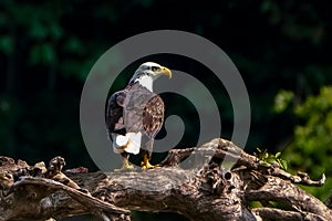 Bald Eagle on Perch Keeps Eye Out for Prey