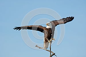 A bald eagle perched on a branch begins to take flight.