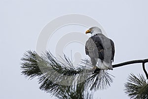 Bald eagle perched on a branch in Idaho