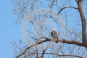 A Bald Eagle Perched in a Budding Maple Tree