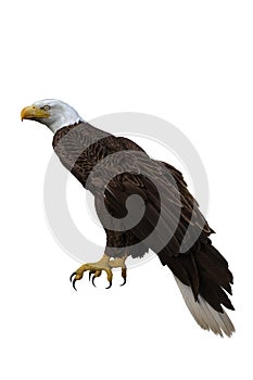 Bald Eagle perched. 3d illustration isolated on white background