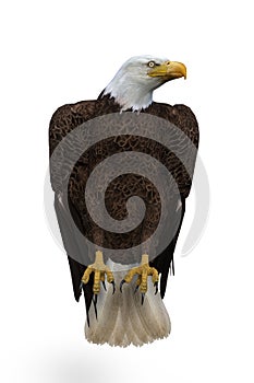 Bald Eagle perched. 3d illustration isolated on white background