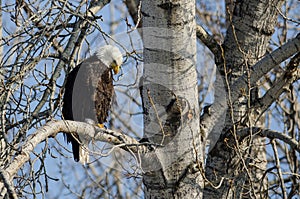 Bald Eagle Perched High in the Winter Tree