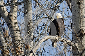 Bald Eagle Perched High in the Winter Tree