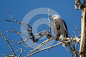 Bald Eagle Perched High in the Winter Tree