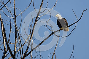 Bald Eagle Perched High in the Winter Tree