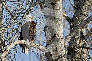 Bald Eagle Perched High in the Winter Tree