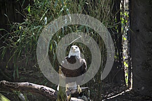 Bald Eagle perched on limb