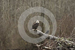 Bald Eagle Perched on Log photo