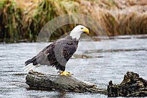 A bald eagle perched on a log in a river