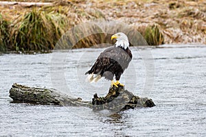 A bald eagle perched on a log in a river